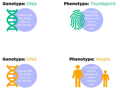 Phenotype — Definition And Overview Expii