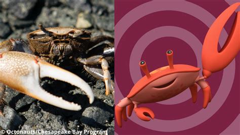Crustaceans Of Octonauts In Real Life Endless Awesome