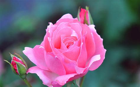 Pink Rose Flower Wallpaper 62 Pictures