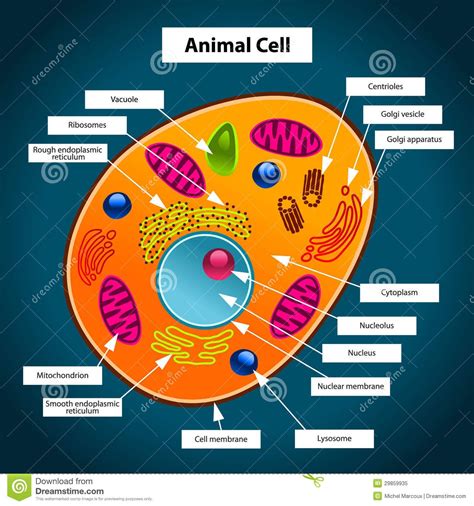 Imagenes De La Celula Animal Y Sus Partes Compartir Celular