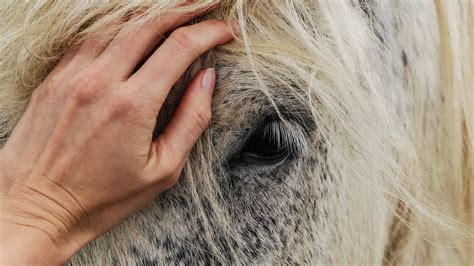 Horse Worming Guide Worming Advice For Horse Owners