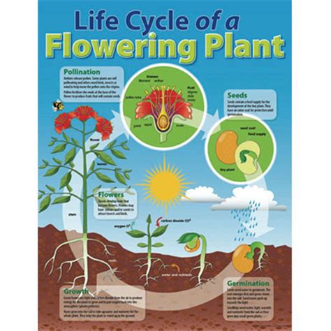 Ch6358 Chart Life Cycle Of A Plant Kookaburra Educational