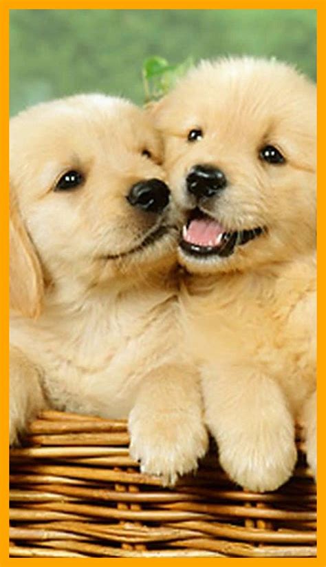 Cute Dog Wallpapers On Wallpaperdog