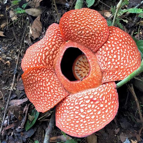 Rafflesia Arnoldii The Largest Flower In The World Is In Indonesia