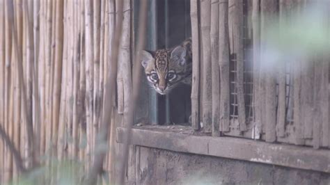 Rare Ocelot Kitten Makes Public Debut At Audubon Zoo Wgno