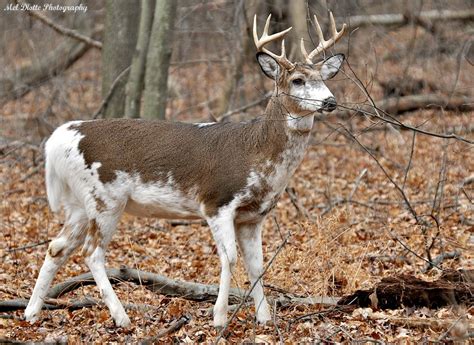 Rare Piebald White Tailed Deer Stands Out In The Forest With Images