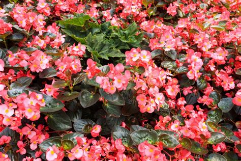 Morning or afternoon shade may cause the flowers to stay closed for a portion of the day and may cause the plants to grow lanky, exceeding their normal height of 6 to 10 inches. Annual Shade Plants: 15 Beautiful Shade Annual Plants for ...