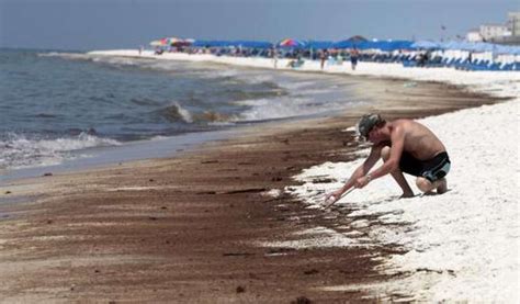 Swimmers Beware Vibrio Vulnificus Found In Florida Beaches