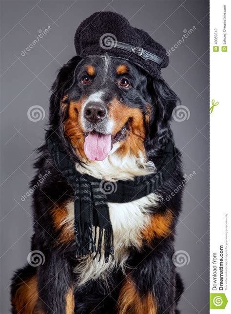 Dog In Black Scarf And Beret Stock Photo Image 40059840