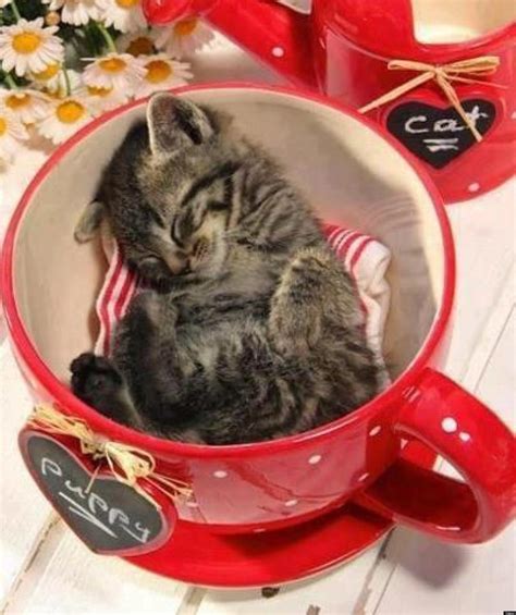 Cuteness In A Cup Better Than Coffee Cuteness Overflow