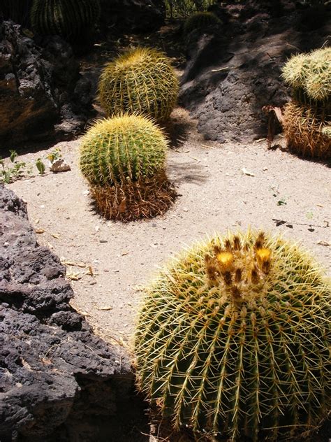 Find 1 listings related to botanical cactus garden in las vegas on yp.com. Visiting Public Parks and Botanical Gardens - TURNIPSEED ...