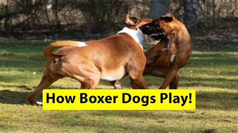 How Boxer Dogs Play 😁 Youtube