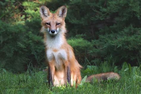 A Red Fox Red Fox Fox Zoology