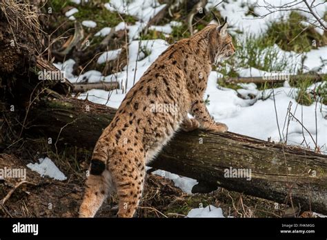 Eurasian Lynx Lynx Lynx Hunting And Looking For Prey In The Taiga Stock Photo Alamy