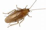 Cdc Cockroach Control Images