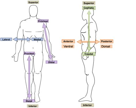 Anatomy And Physiology Games And Puzzles Directional Terms And Sections