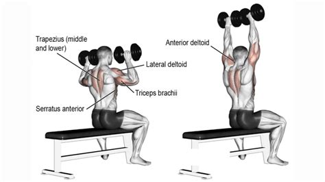Best Dumbbell Shoulder Exercises And Workouts For Mass