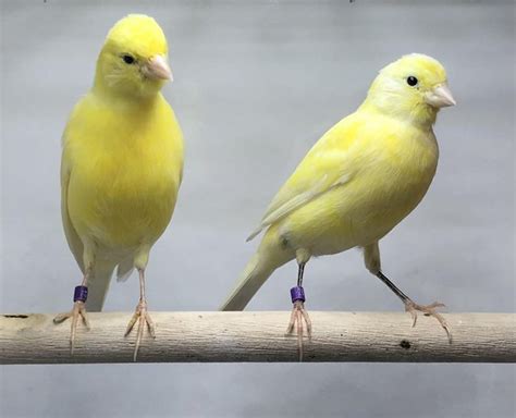 1 Pair Yellow Irish Fancy Canaries Forsale Online Bird Auctions