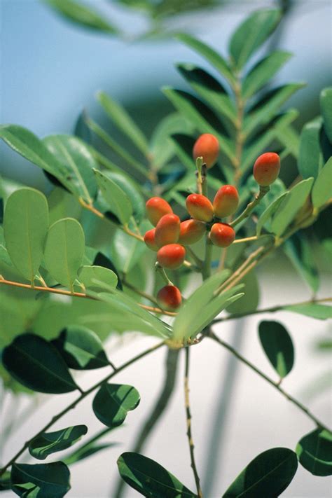 The Paradise Tree Its Health Benefits And How Chemotherapy Side