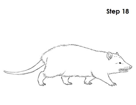 How To Draw An Opossum