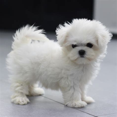 Lovely Maltese Puppy 💕💕 Baby Dieren Dieren Baby