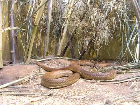Top 10 Highly Dangerous Snakes Of Australia