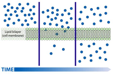 Diffusion Of Water Molecules Across Cell Membrane