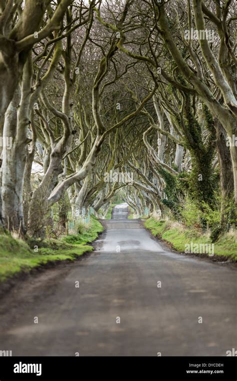 The Dark Hedges Bregagh Road Armoy County Antrim Northern Ireland