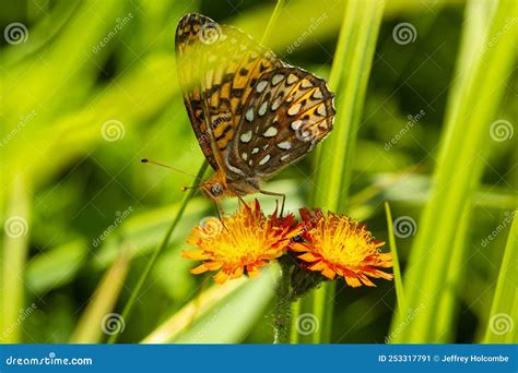 Great Spangled Fritillary Butterfly On An Orange Hawkweed New