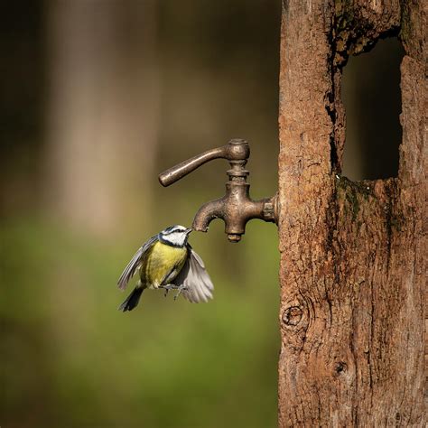Image Of Blue Tit Bird Cyanistes Caeruleus On Wooden Post With R