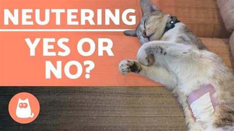 Neutering A Cat 🐱 ️ Advantages And Disadvantages Of Spaying And