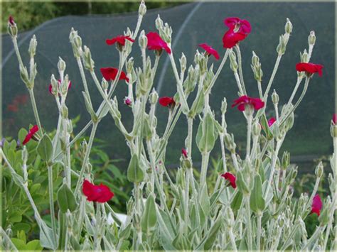 Firletka omszona za 2,00 zł i odbierz w mieście piaseczno. Firletka omszona Lychnis coronaria