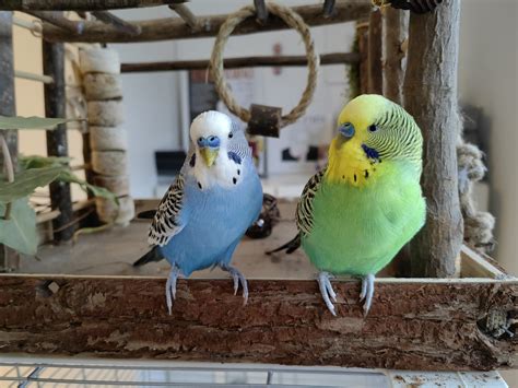 Everything You Need To Know About English Budgies Thebudgieblog