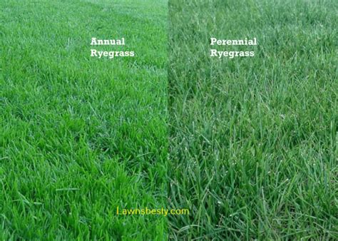 Perennial Ryegrass Vs Annual Ryegrass Differences Comparisons
