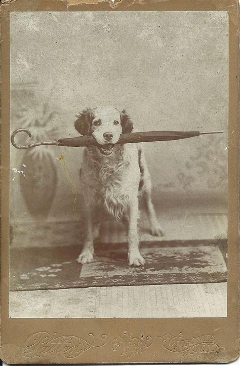 Image Result For Vintage Dog Photos Vintage Dog Dog Photos Dog