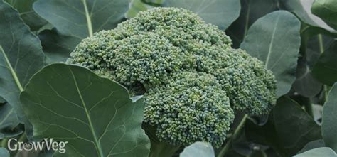 Growing Broccoli Advice For Growing Harvesting Storing And Cooking