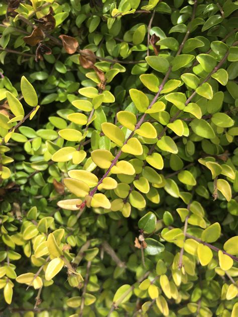 Small Leaves Non Flowering Evergreen Shrubbush In Pnw 8b What Is