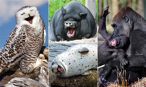 Hilarious Images Show The Biggest Smiles In The Animal Kingdom Daily