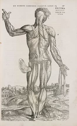 Upper Body Male Anatomy Of Muscular And Skeletal Systems Rear View On
