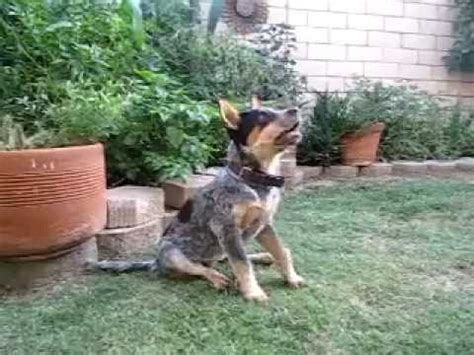You might find it helpful to weigh your puppy occasionally. Blue Heeler Puppy Training "ACD" - YouTube