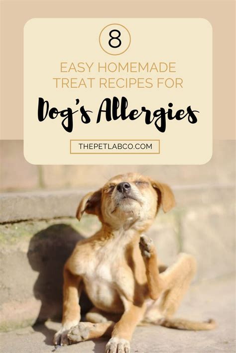 8 Allergen Free Dog Treat Recipes Dog Itching Dog Allergies Remedies