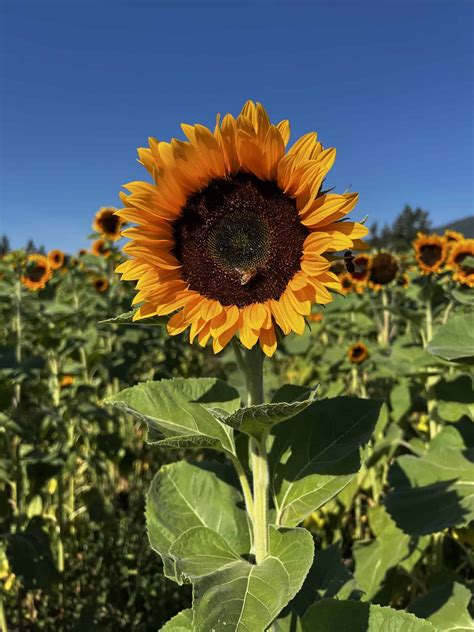 How Long Does It Take For A Sunflower To Grow 🌻⏳ A Timeline For Your Garden