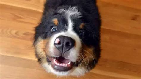 Funny Bernese Mountain Dog Compilation Adew Pets Centre