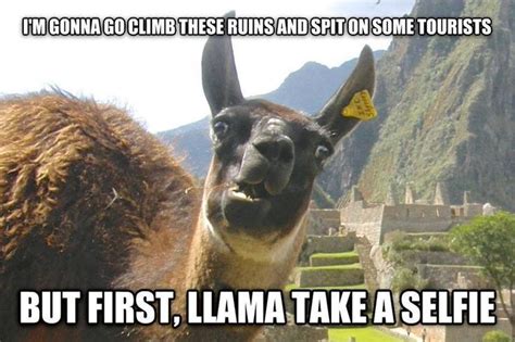 10 Hilarious Llama Memes Thatll Make Your Day In 2020 With Images