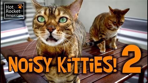 Bengal Cats Meowing Chirping Yowling Noisy Kitties 2 Youtube