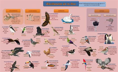 Clasificación De Aves Aves Vertebrados E Invertebrados Pajareo