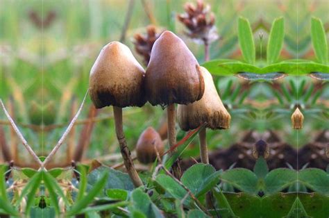 Magic Mushroom Jamur Berbahaya Yang Bikin Berhalusinasi Bobo
