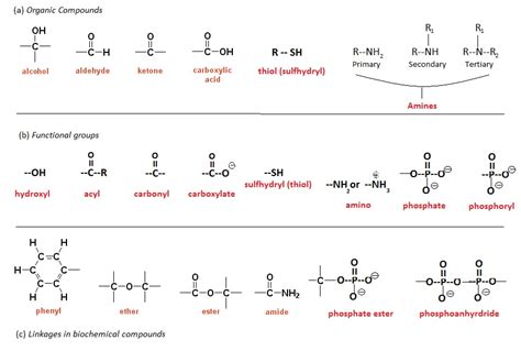 Functional Groups Learn Biochemistry