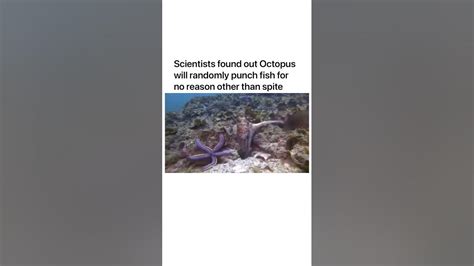 Octopus Punches Fish Out Of Spite I Can Totally See Byrdie Doing This