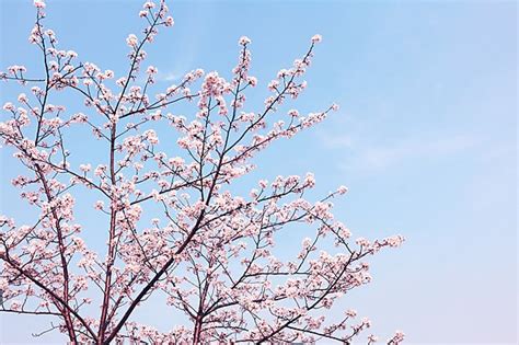 Fresh Blue Sky Spring Cherry Blossoms Background Fresh Blue Sky
